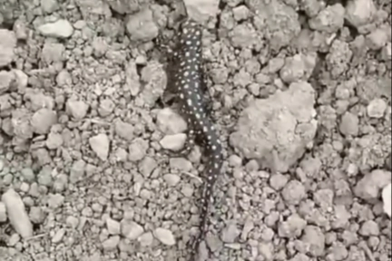 'Anadolu Benekli Semenderi' Nisan yağmurlarıyla görüntülendi