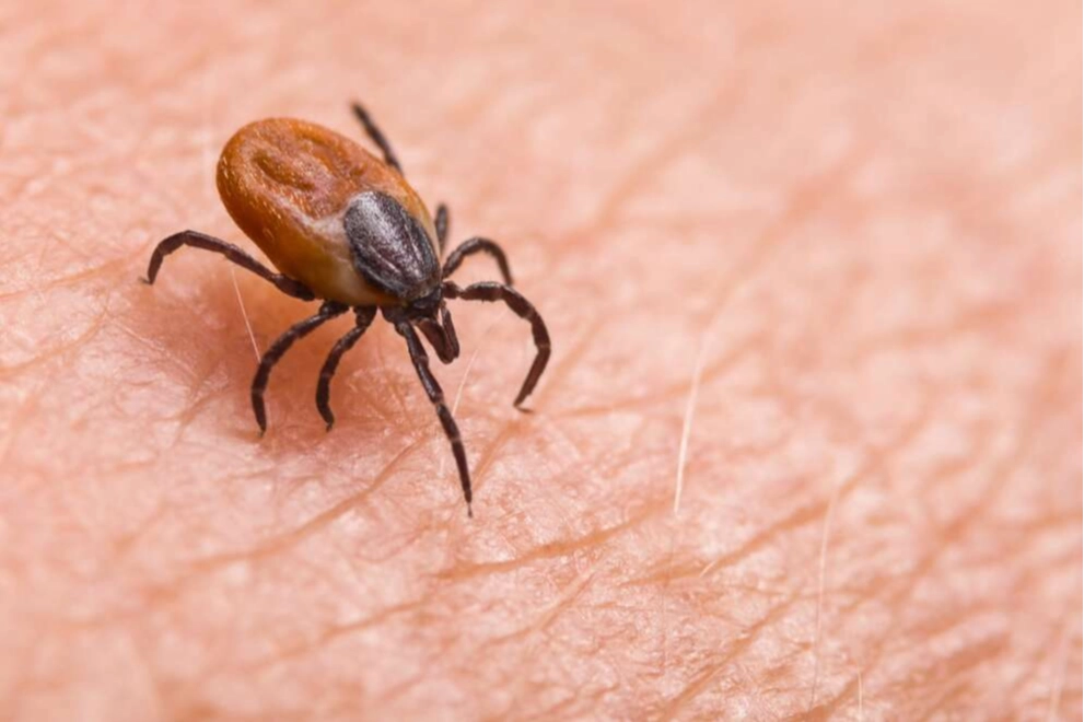 Sivas Valiliği'nden 'kene' uyarısı!