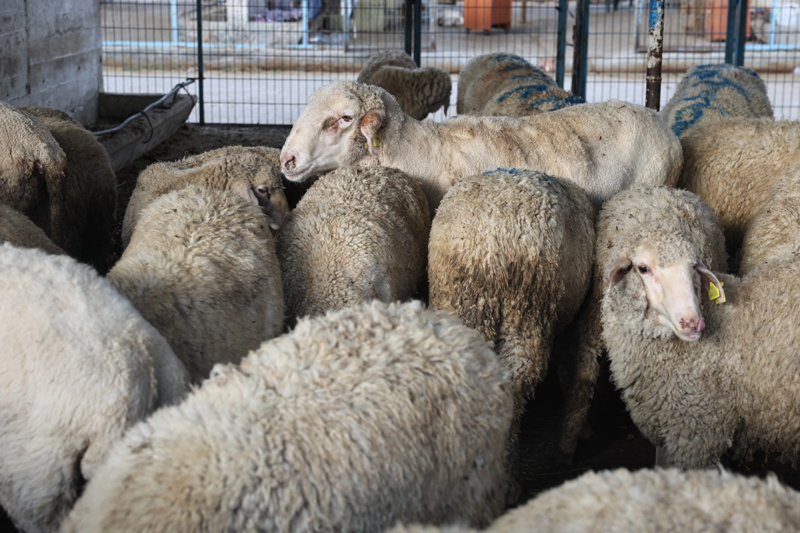 Bursa Nilüfer Kurban Bayramı’na hazır