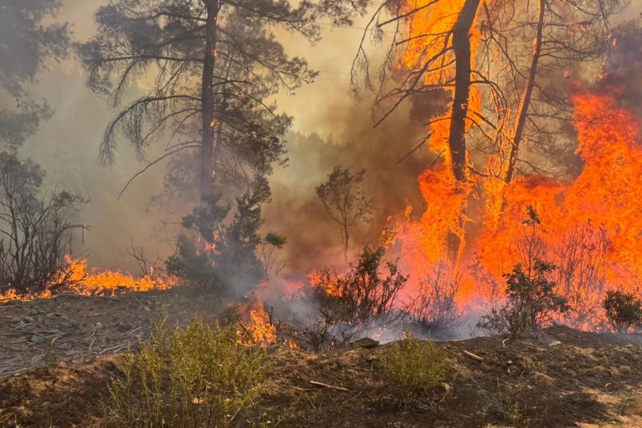 OGM'den kritik uyarı! Sıcaklık arttı 6 ilde ormanlara giriş yasaklandı!