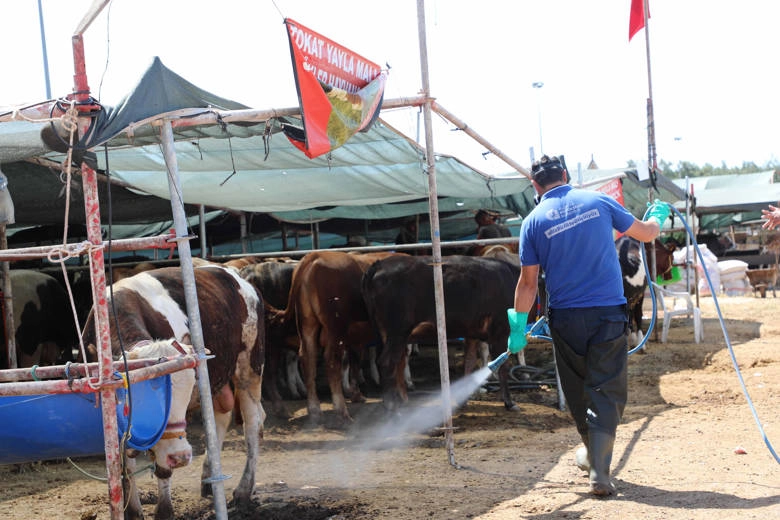 Antalya Büyükşehir kurban satış noktalarını ilaçlıyor