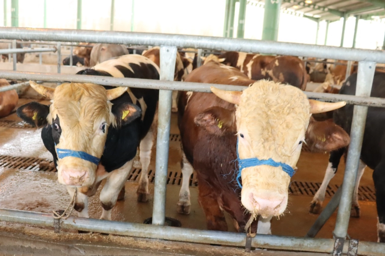 İzmit’te kurbanlık satışları başladı