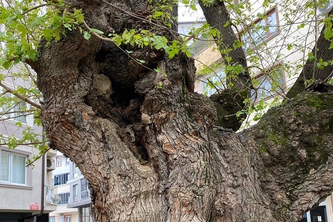 Bursa'da asırlık ağacın yaraları sarıldı
