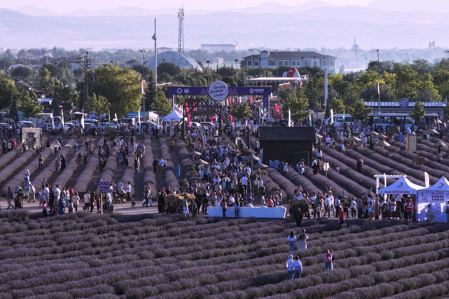 Konya Karatay’ın mor güzelliği rekorla taçlandı