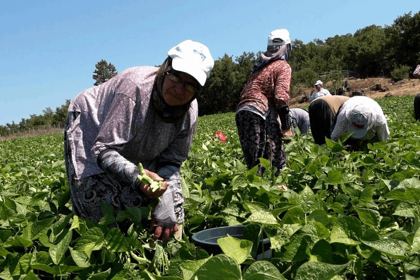 Balıkesirli üreticinin yüzünü Büyükşehir güldürdü