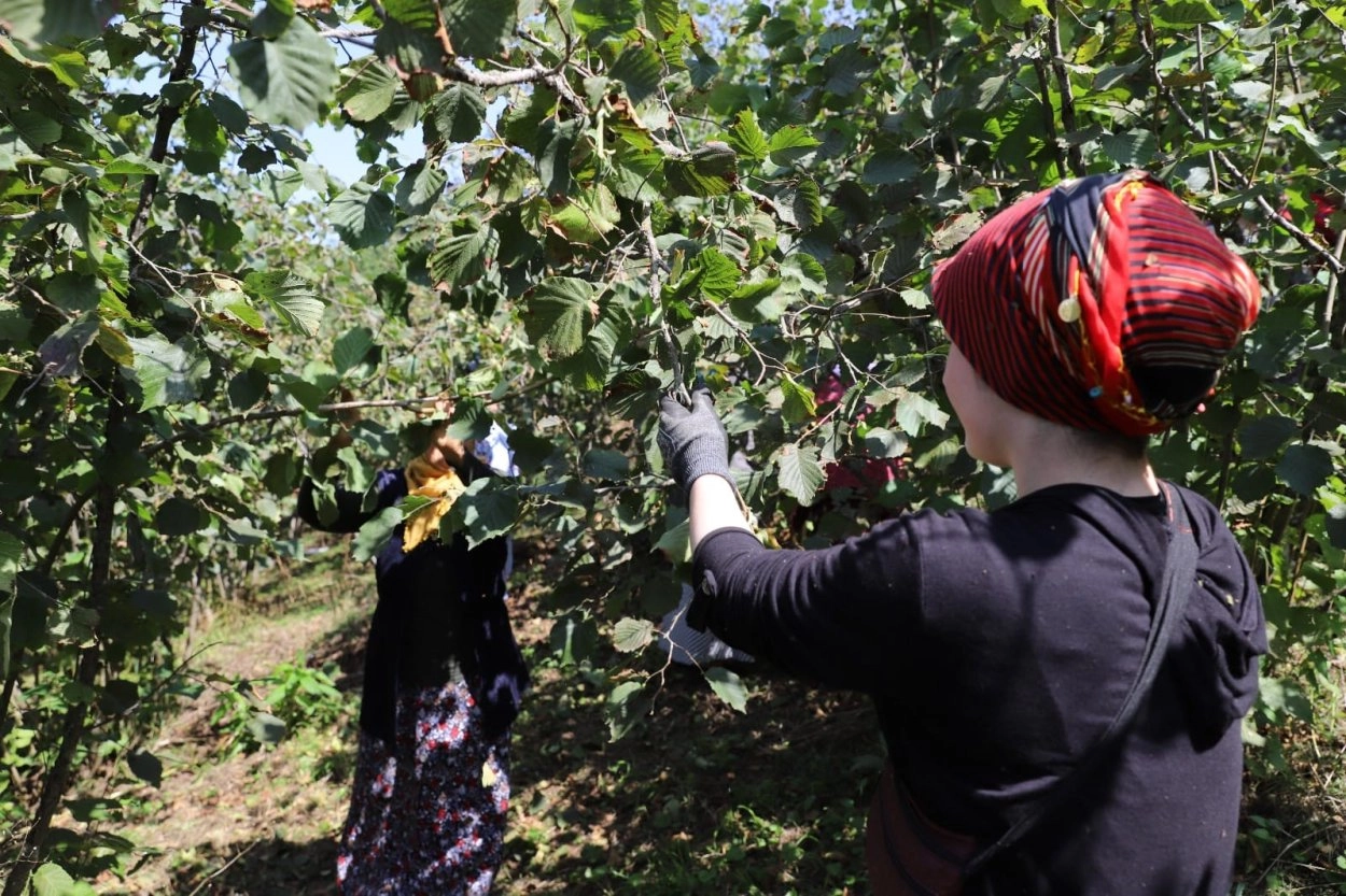 Ordu'da 'Fındık Dalda' projesine rekor başvuru