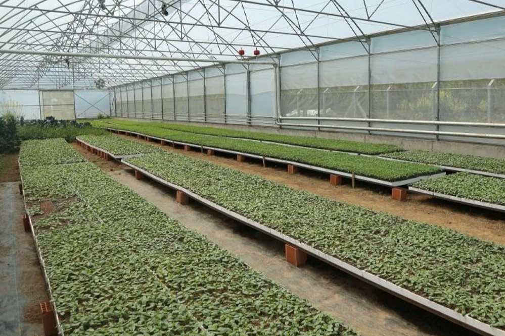 Ordu’da 4,5 milyon fideyle üretim seferberliği