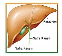 Safra Kesesi Ameliyatı Hangi Durumlarda Gerekli Olur?