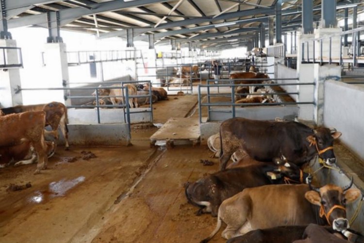 Bursa İnegöl’de ‘şap’ tedbiri… 23 Mart’a kapalı!