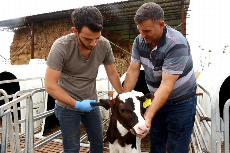 Bursa Yenişehir’de küpeleme çalışmasını SÜT-BİR yapacak