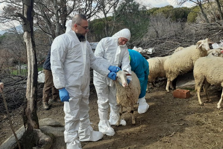 İzmit’teki küçükbaş hibelere ‘şap’ ertelemesi