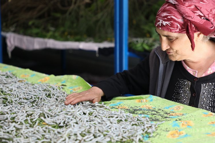 Muğla’da ipekböcekçiliği üretiminde yüzler gülüyor