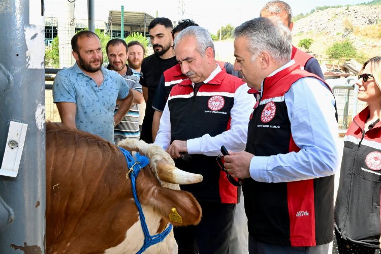 İzmir hayvan pazarları Kurban Bayramı’na hazır