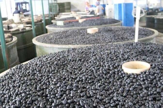 Marmarabirlik’in yeni ödeme planı belli oldu… Zeytin üreticisine üçüncü dilim ödemeler 6 Aralık’ta