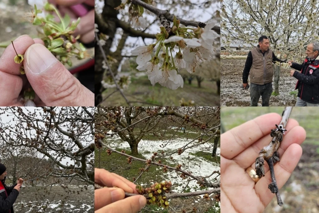 TBMM ‘zirai don zararları’nı araştıracak