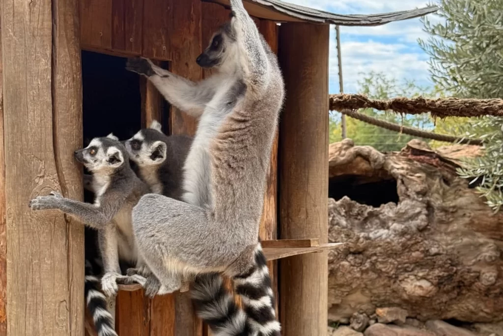 İzmir’de davranış zenginleştirme atölyesi
