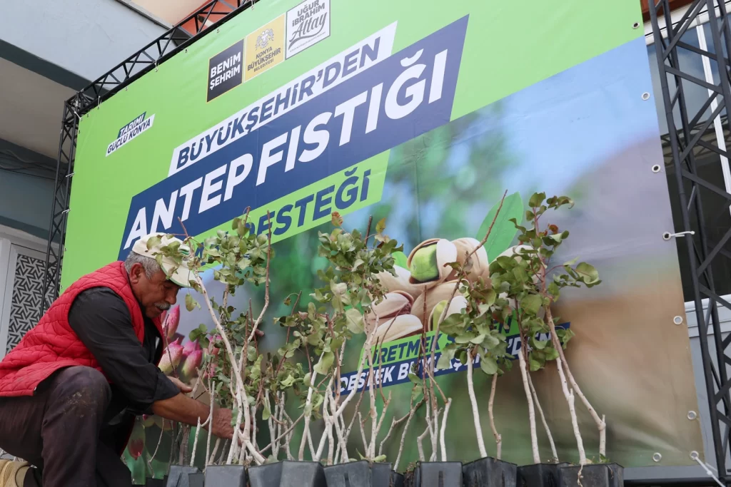 Konya’da antep fıstığı yaygınlaşıyor