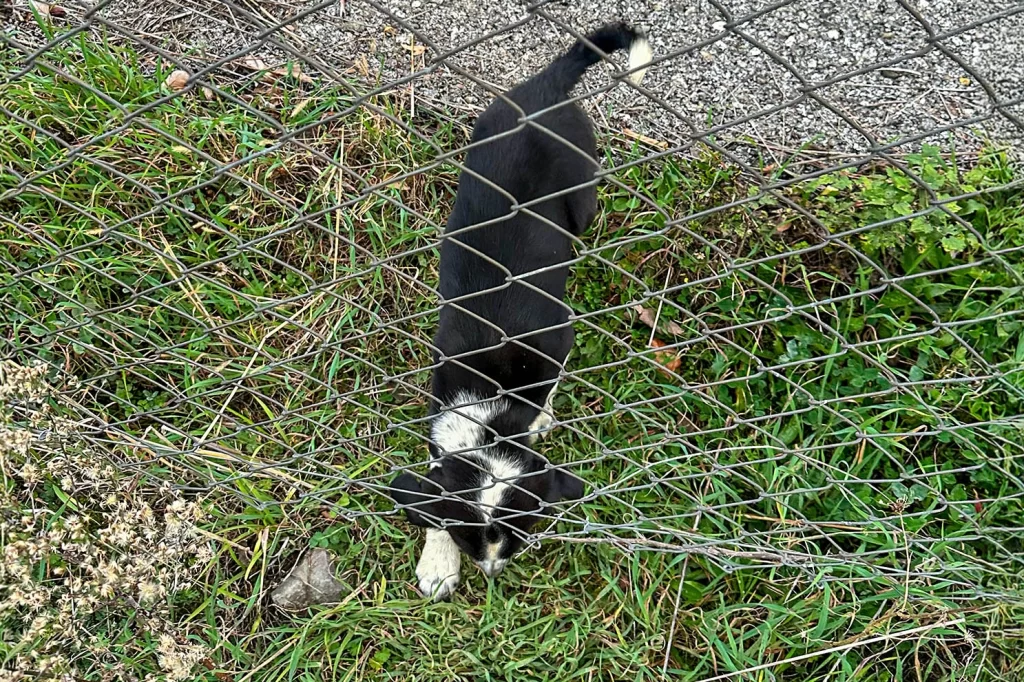 Sakarya’da 11 metrelik çukurdan sağ salim kurtarıldı